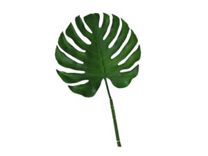 Delicious Monster Leaf Green 87Cm