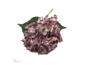Hydrangea Stem