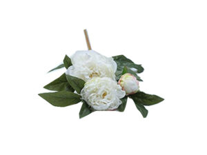 Peonie White 3 Stems 70Cm