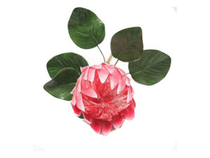 Queen Protea