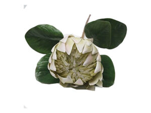 Queen Protea