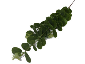 Pennygum Dark Green 85Cm